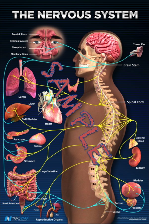NERVE SYSTEM POSTER 24X36 Digital Download - Image 2