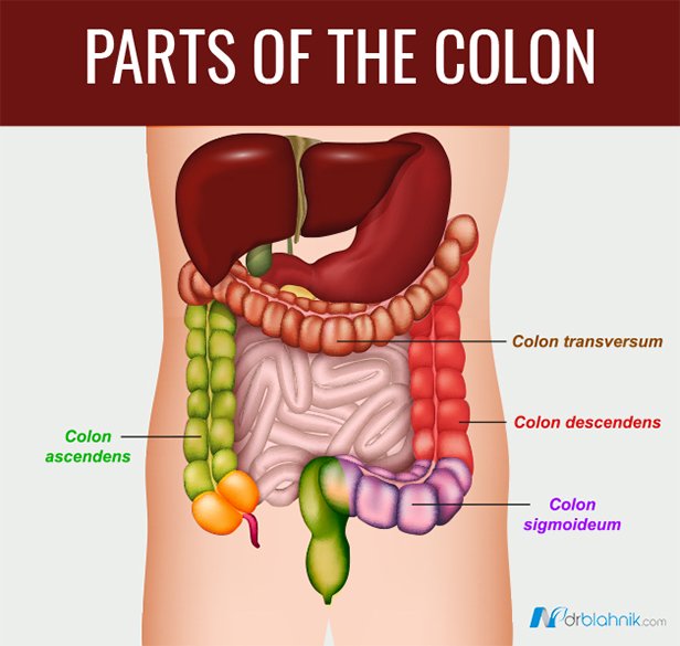 5 Natural Colon Cleanse DIY Recipes (Make Them at Home)